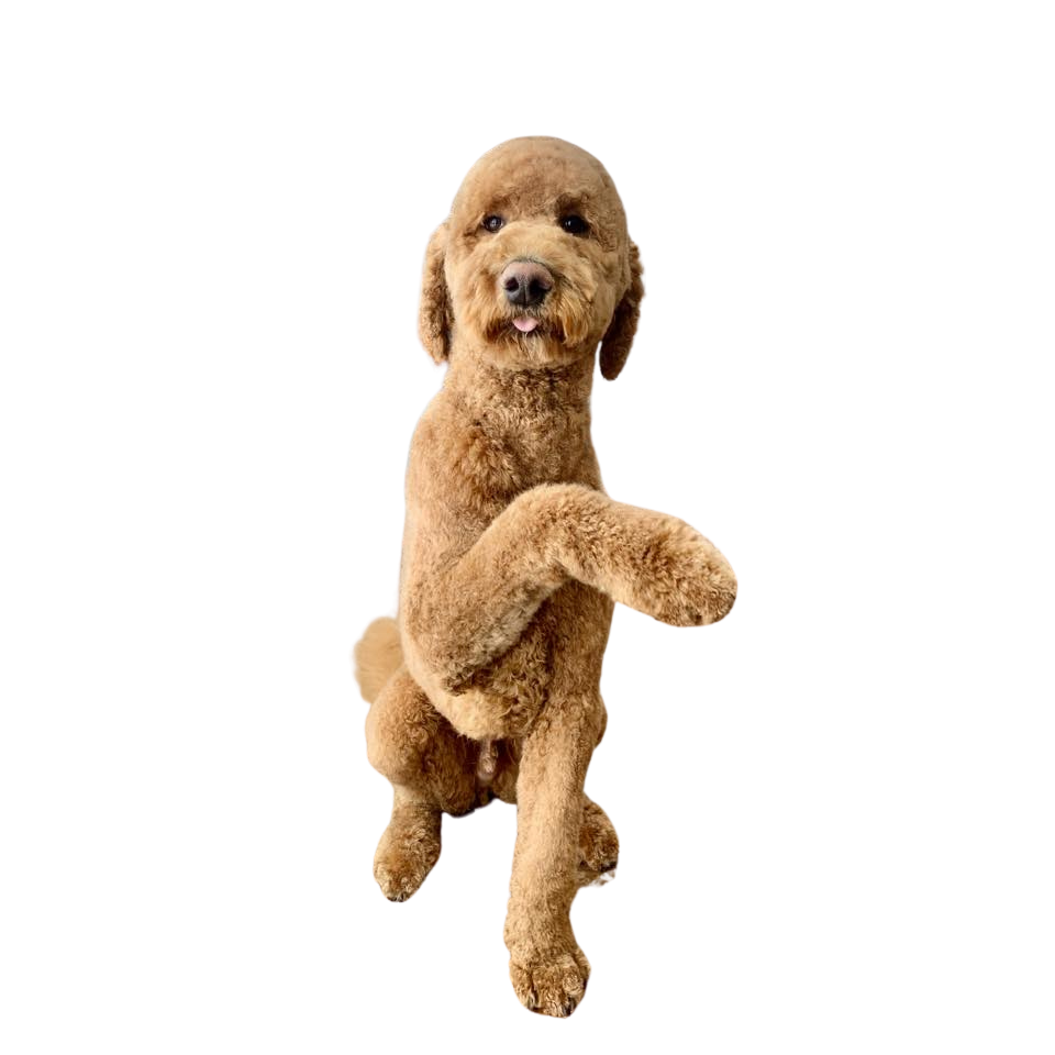 Boomer Groom Dog Grooming Services